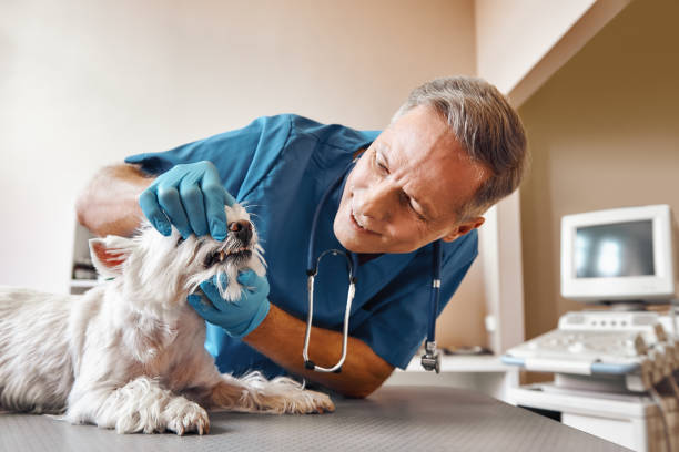 Best Emergency Dentist for Special Needs Patients in Negaunee, MI